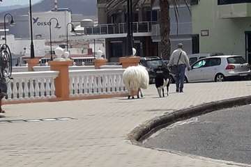 Trashumancia costera en Telde/TA.